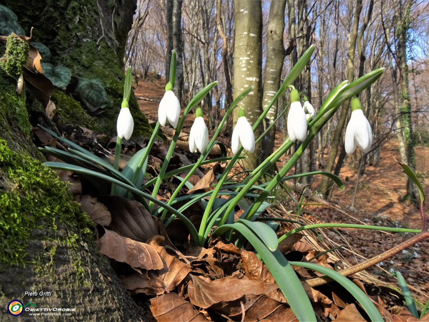 47 Festa di fiori sui sentieri al Monte Zucco - Galanthus nivalis (Bucanevi) nella splendida secolare faggeta.JPG